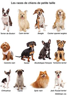 nintendogs dachshund and friends guide