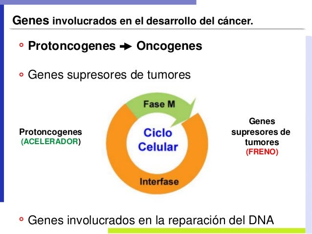 oncogenes pdf