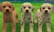 nintendogs dachshund and friends guide
