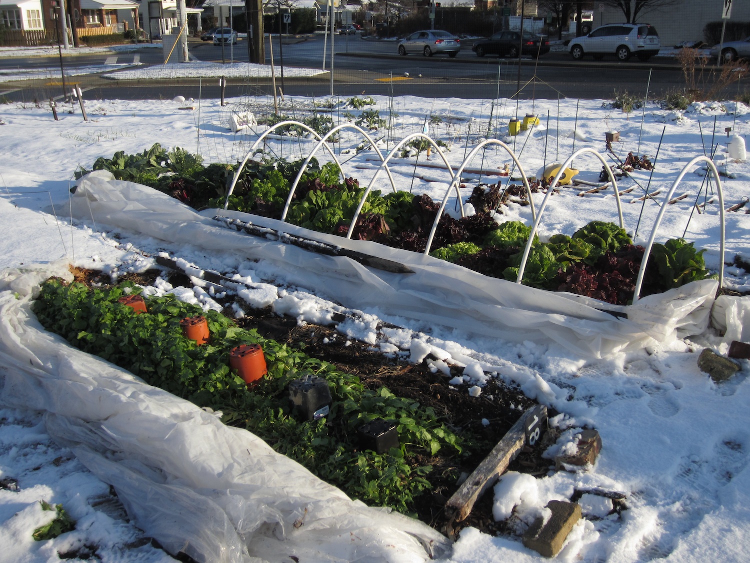winter veggie planting guide